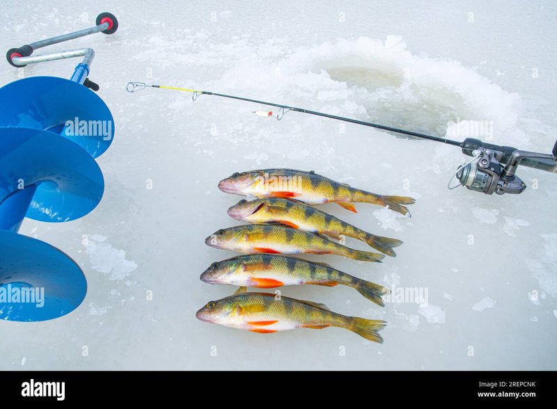 Experience the Thrill of Ice Fishing in the UK's Leading Live Casinos - overview